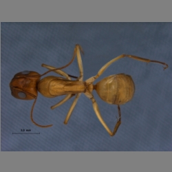 Camponotus turkestanus André, 1882 dorsal