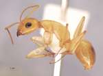 Camponotus turkestanus André, 1882 lateral