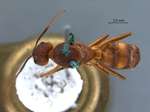 Camponotus variegatus Smith, 1858 dorsal