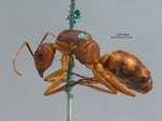 Camponotus variegatus Smith, 1858 lateral