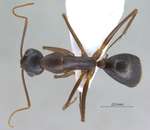 Camponotus xerxes Forel, 1904 dorsal