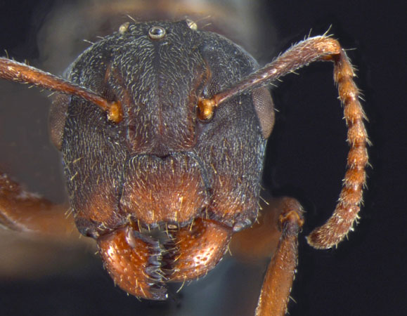 Camponotus overbecki gyne Kutter, 1931 frontal