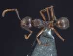 Camponotus overbecki minor Kutter, 1931 dorsal