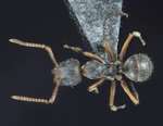 Camponotus philippinensis intermediate Zettel & Zimmermann, 2007 dorsal