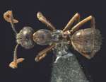 Camponotus philippinensis minor Zettel & Zimmermann, 2007 dorsal
