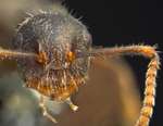 Camponotus philippinensis minor Zettel & Zimmermann, 2007 frontal