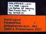 Camponotus philippinensis minor Zettel & Zimmermann, 2007 Label