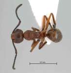 Camponotus sp. 1 dorsal