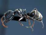 Camponotus stefanschoedli major Zettel & Zimmermann, 2007 lateral
