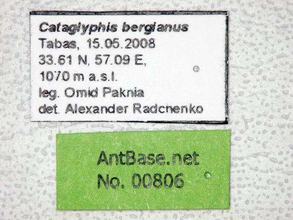 Foto Cataglyphis bergianus Arnol'di, 1964 Label
