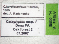 Cataglyphis kurdistanicus Pisarski, 1965 Label
