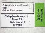 Cataglyphis kurdistanicus Pisarski, 1965 Label