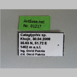 Cataglyphis sp. Foerster, 1850 Label