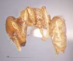 Cladomyrma crypteroniae Agosti, Moog, Maschwitz, 1999 lateral