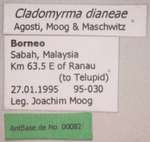 Cladomyrma dianeae Agosti, Moog, Maschwitz, 1999 Label