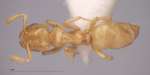 Cladomyrma maschwitzi Agosti, 1991 dorsal