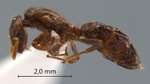Cladomyrma maschwitzi Agosti, 1991 lateral