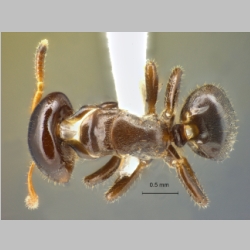 Cladomyrma scopulosa Eguchi, 2005 dorsal