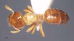 Cladomyrma yongi Agosti, Moog, Maschwitz, 1999 dorsal