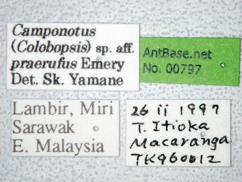 Colobopsis vitrea praerufa (Emery, 1900) Label