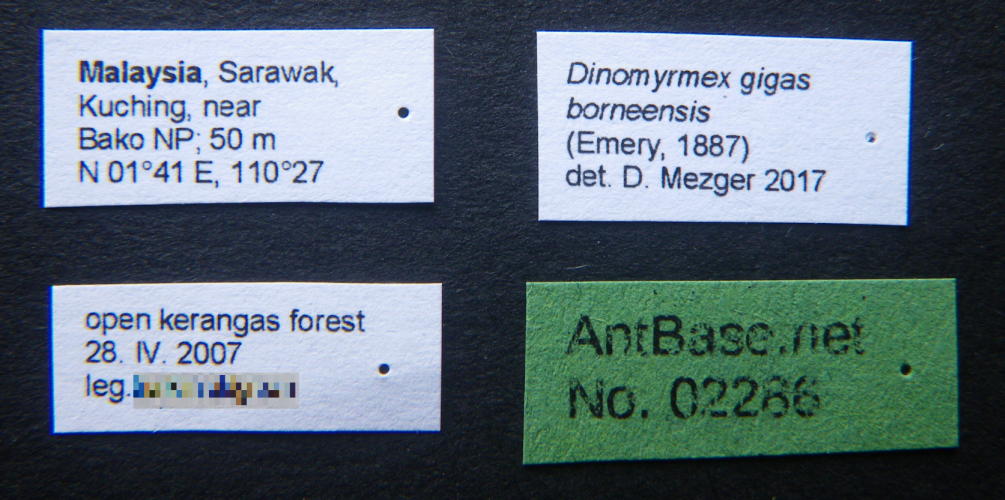 Foto Dinomyrmex gigas borneensis (Emery, 1887) Label