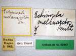 Echinopla melanarctos Smith, 1857 Label