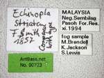 Echinopla striata Smith, 1857 Label