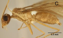 Euprenolepis negrosensis Wheeler, 1930 lateral