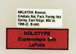 Euprenolepis thrix LaPolla, 2009 Label