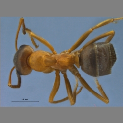 Formica clara Forel, 1886 dorsal