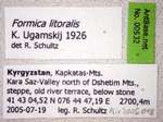 Formica litoralis K. Ugamskij, 1926 Label