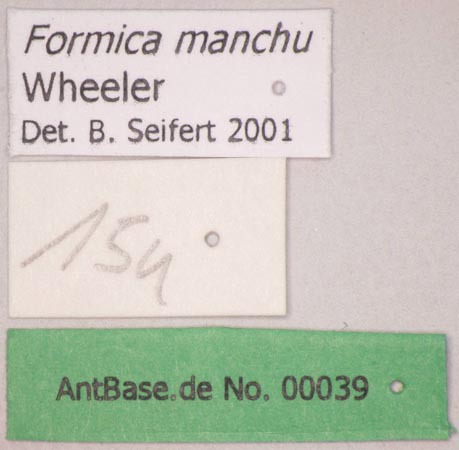Foto Formica manchu Wheeler, 1929 Label