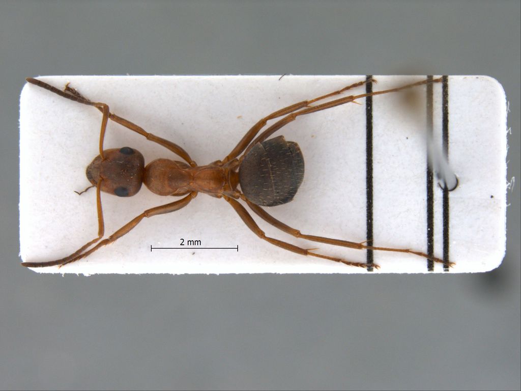 Foto Formica pamirica Dlussky, 1965 dorsal