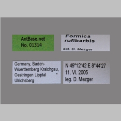 Formica rufibarbis Label