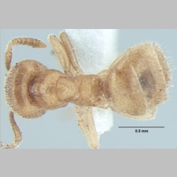Lasius elevatus Bharti & Gul, 2013 dorsal