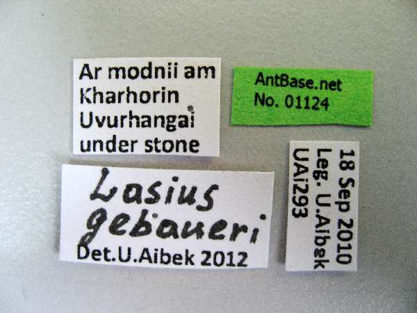 Lasius gebaueri Seifert, 1992 Label