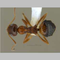 Lepisiota opaca pulchella Forel, 1892 dorsal