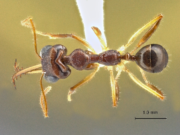 Myrmoteras opalinum Eguchi et Yamane, 2013 dorsal