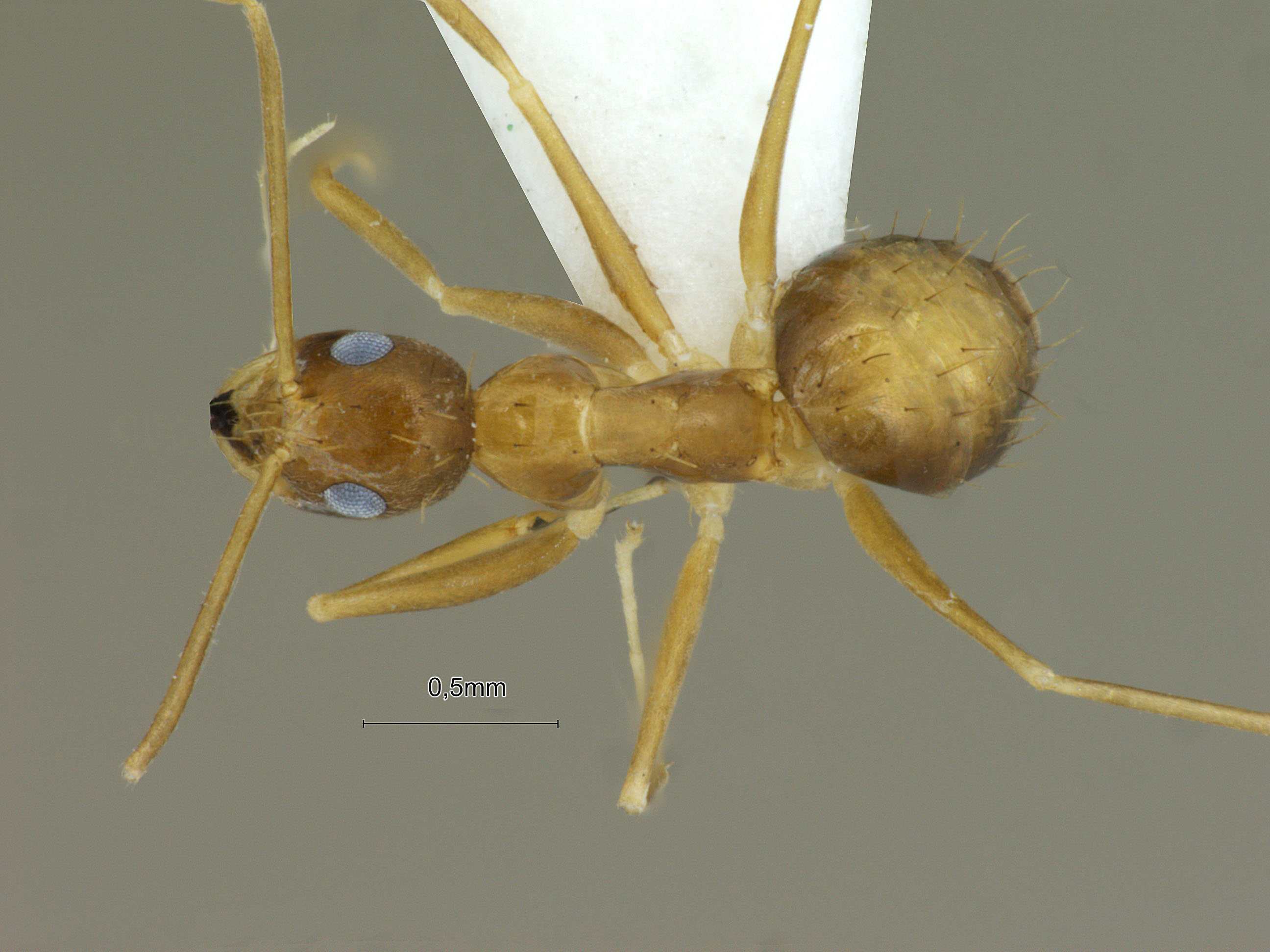 Foto Nylanderia opisothalmia Zhou & Zheng , 1998 dorsal