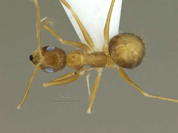 Nylanderia opisothalmia Zhou & Zheng , 1998 dorsal