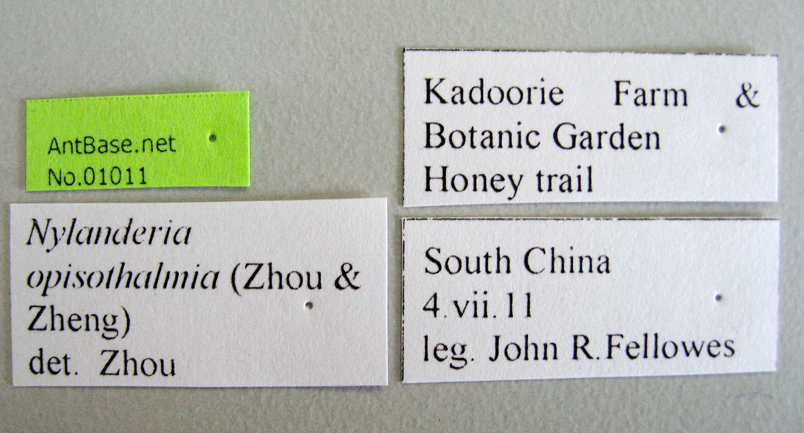 Foto Nylanderia opisothalmia Zhou & Zheng , 1998 Label