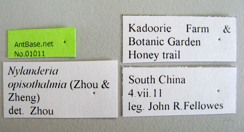 Nylanderia opisothalmia Zhou & Zheng , 1998 Label