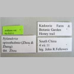 Nylanderia opisothalmia Zhou & Zheng , 1998 Label