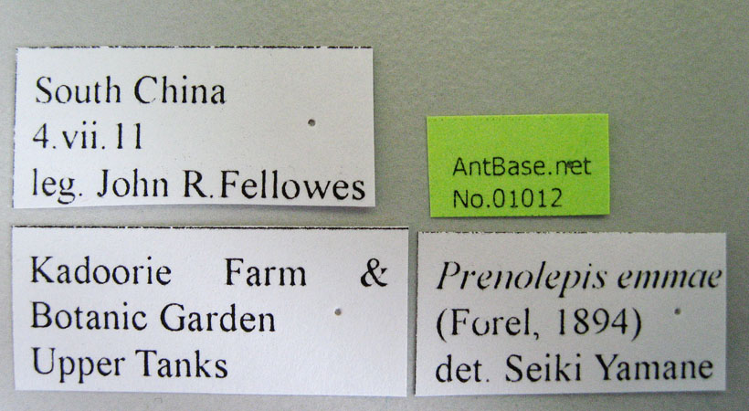 Foto Nylanderia emmae Forel, 1894 Label