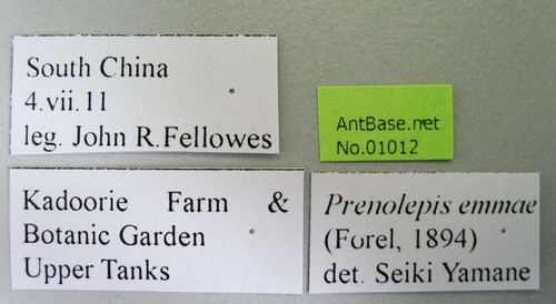 Nylanderia emmae Forel, 1894 Label
