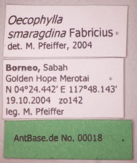 Oecophylla smaragdina Fabricius, 1775 Label