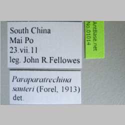Paraparatrechina sauteri Forel, 1913 Label