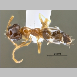 Plagiolepis sp. dorsal