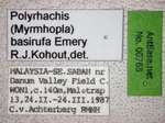 Polyrhachis basirufa Emery, 1900 Label