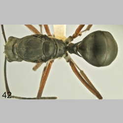 Polyrhachis bellicosa Smith, 1859 dorsal